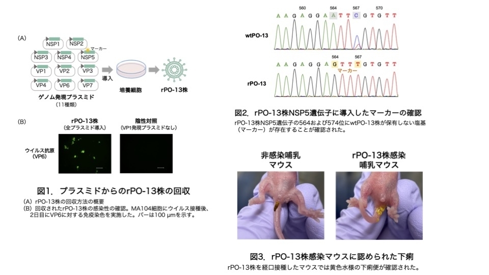 伝染性疾患予防の原理 白血病ウイルスが“ひっそりと感染する“仕組みを解明｜【西日本